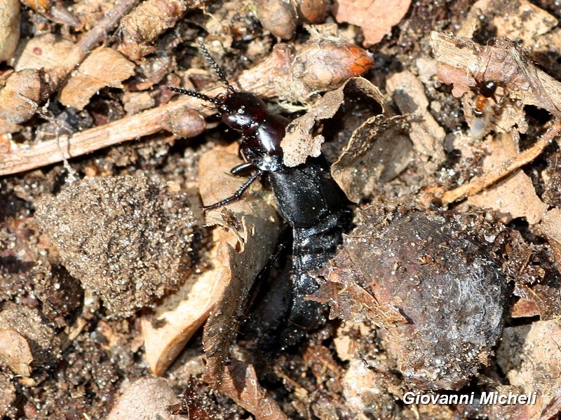 Staphylinidae da ID:   Velleius dilatatus